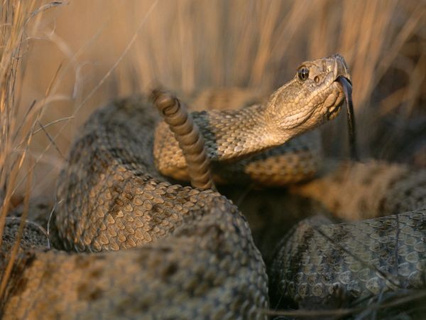 Hầu hết những con rắn đuôi chuông đều rất độc. Lượng nọc độc của chúng có thể nhanh chóng làm tê liệt hệ thần kinh của các con mồi như chuột, chim và một số loại động vật nhỏ khác, sau đó khiến cho tim của nạn nhân ngừng đập chỉ một vài phút sau khi bị cắn.
